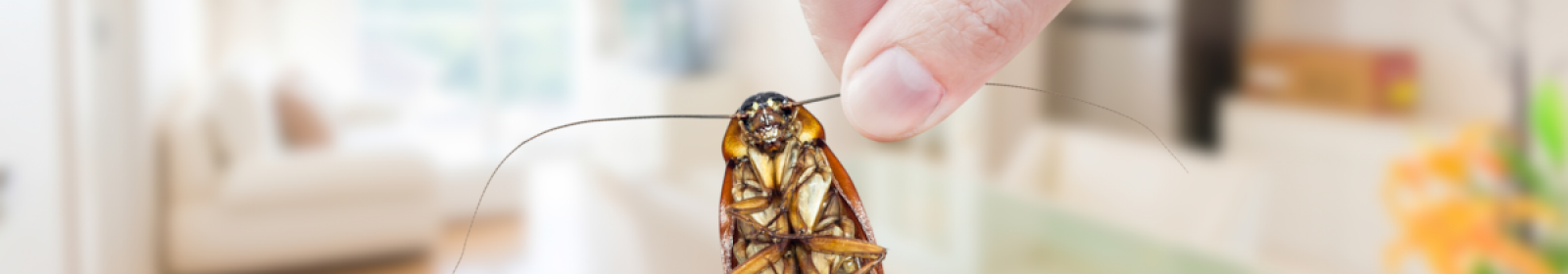 Zeytinburnu Böcek İlaçlama